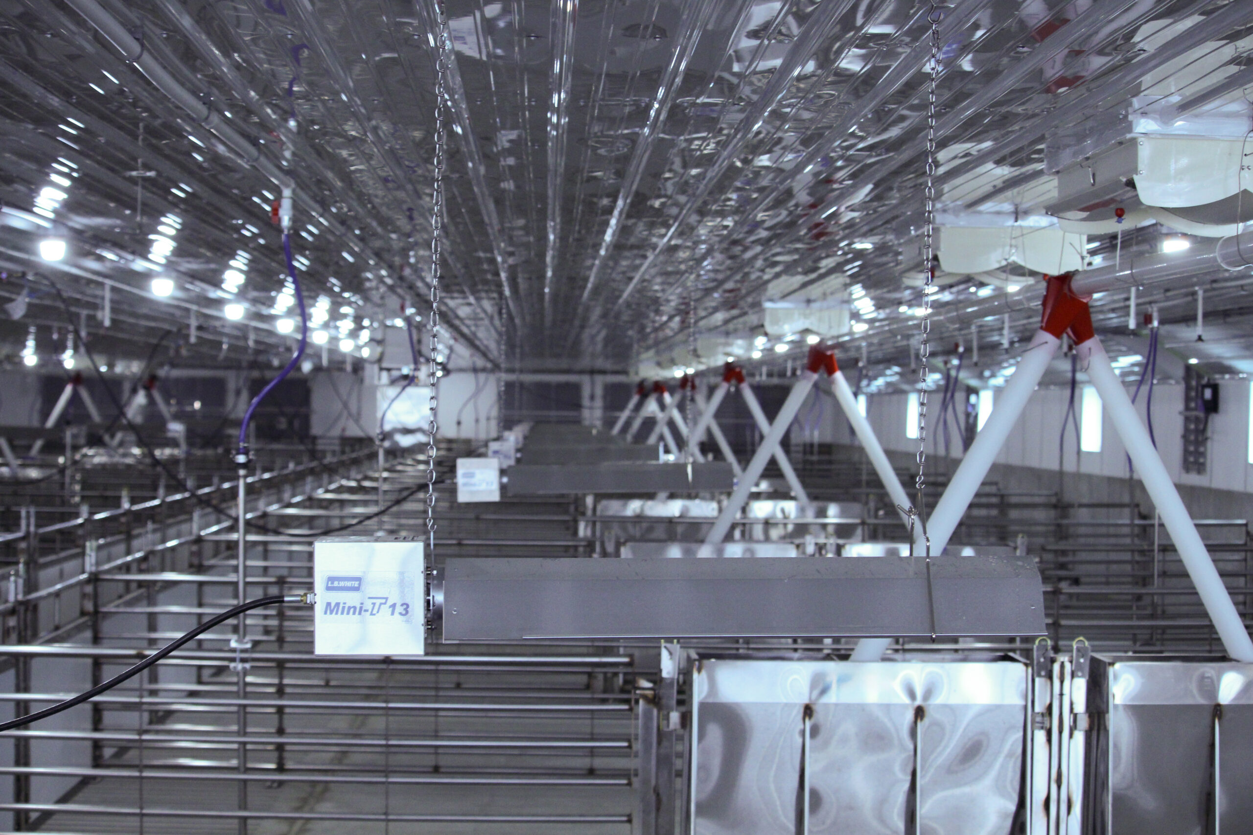 The interior of a large livestock barn with rows of L.B. White Mini-T 13 radiant tube heaters suspended from the ceiling above metal pens.